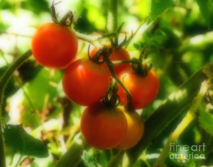 Cherry Tomatoes On The Vine Photograph by Smilin Eyes Treasures