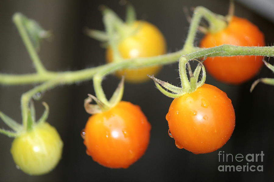 Tomato Photograph - Cherry Tomatoes by Sheri Simmons