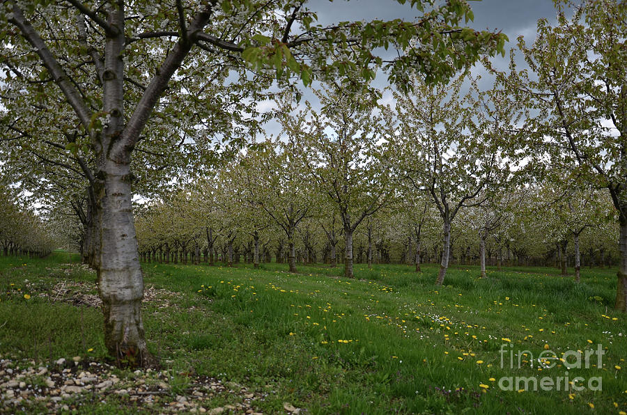 Cherry Tree At Spring Photograph by Bruno Santoro
