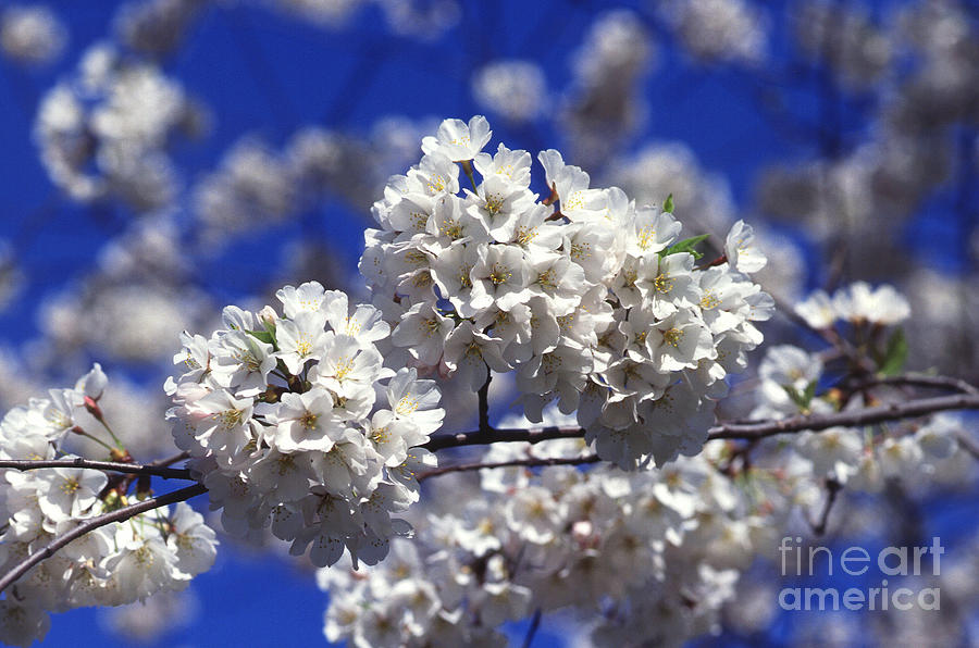 Flower Photograph - Cherry Tree Blossoms by Science Source