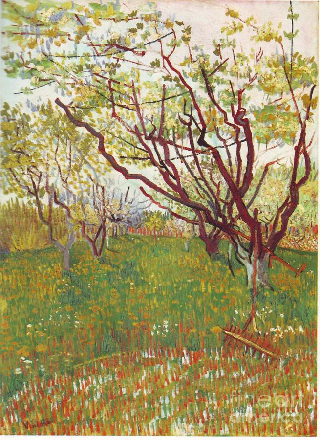 Vincent Van Gogh Painting - Cherry Tree by Extrospection Art