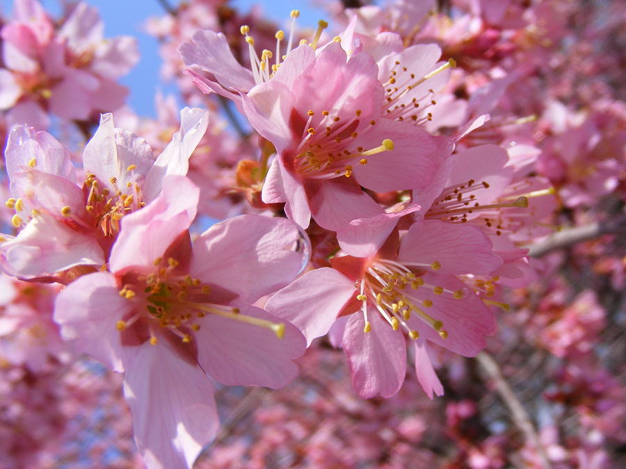 Cherry Tree Faces Photograph by Carol Bruno - Fine Art America