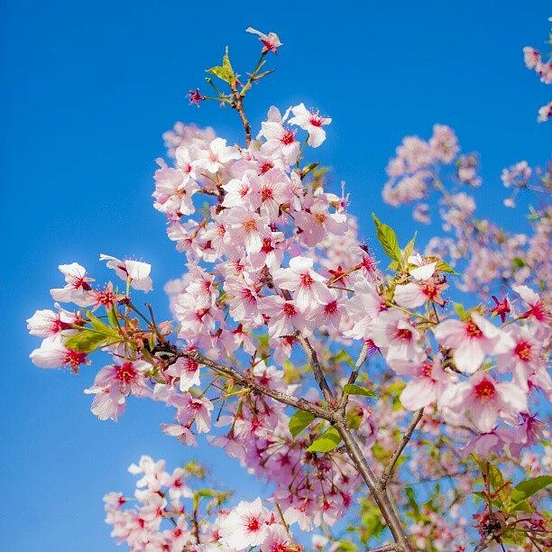 Flower Photograph - #cherryblossom #photography #flowers by Michael Amos