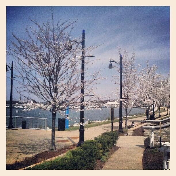 Tree Photograph - #cherryblossoms #nationalharbor #trees by Andy Labrousse
