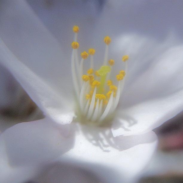 Flowers Still Life Photograph - #cherryblossoms #sakura #japan #white by Yutaka Sawada