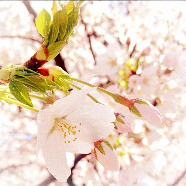 Flowers Still Life Photograph - Cherryblossoms by Satsuki Nakazawa