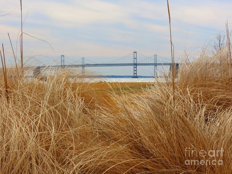 Chesapeake Bay Bridge through grass Photograph by Rrrose Pix
