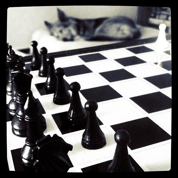 Chess Photograph - #chess #dog by Silke Heyer