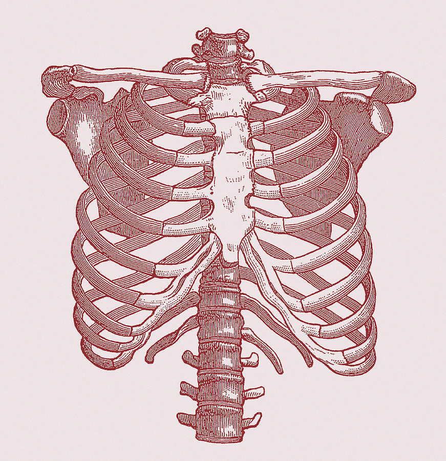 human chest skeletal anatomy