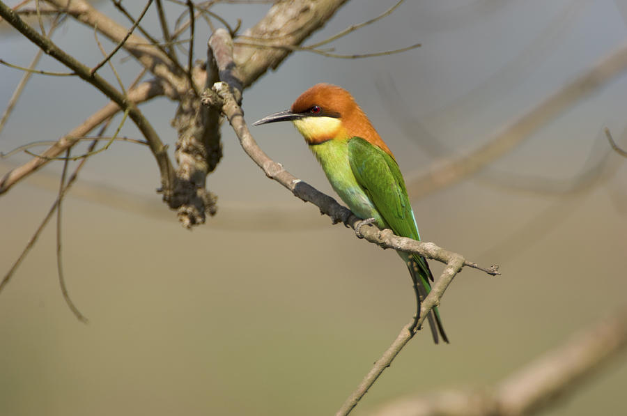 Chestnut-headed Bee-eater (merops Leschenaulti) Photograph by Nicholas ...