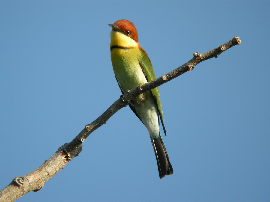 Chestnut-headed Bee-eater  Photograph by Perry Van Munster