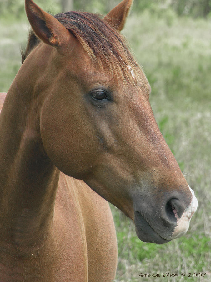 chestnut horse head