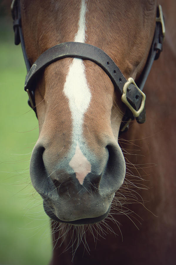 Chestnut Pony Foal Muzzle With Whiskers Photograph by Ethiriel Photography