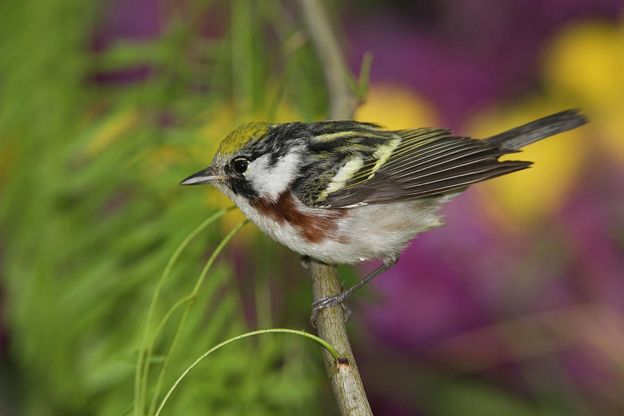 Chestnut-sided Warbler Dendroica Photograph by Tom Vezo