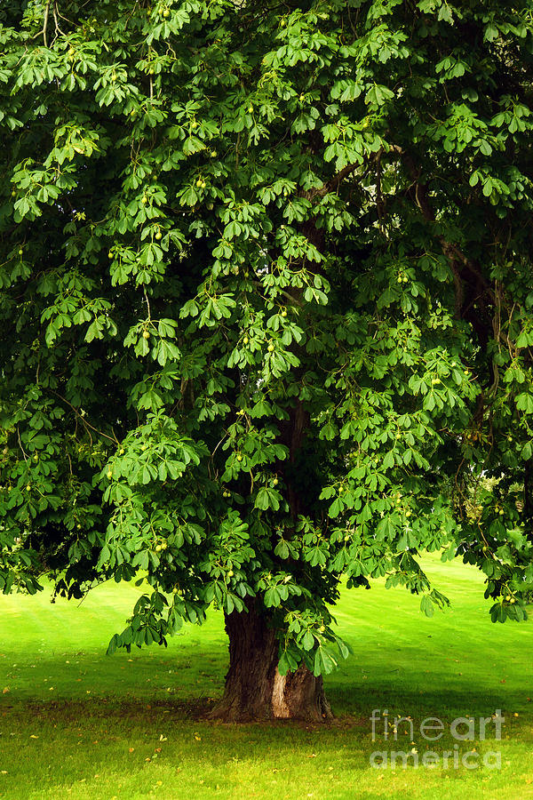 Tree Photograph - Chestnut tree by Lutz Baar