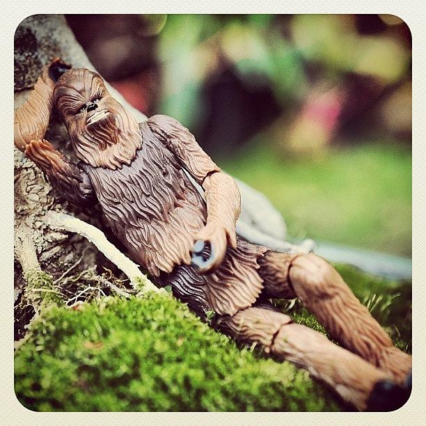 Toy Photograph - Chewy Just Being A Wookie by Timmy Yang