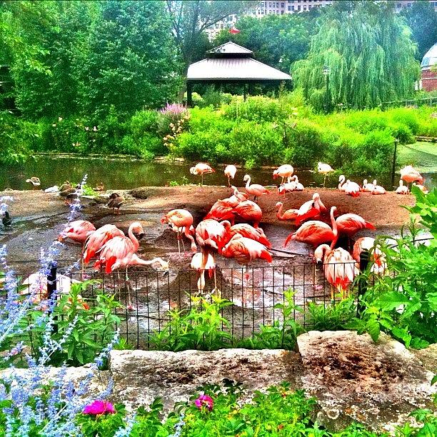 Chicago Photograph - Chicago Flamingos #chicago #flamingos by David Sabat