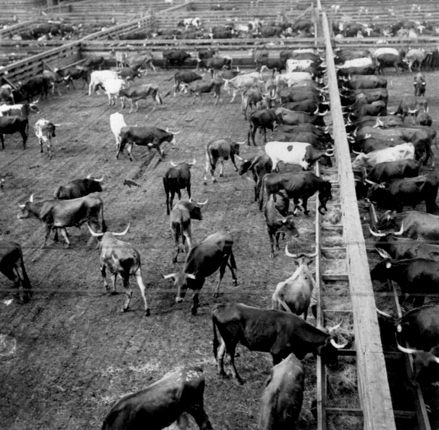 Chicago Stock Yards - c 1900 Photograph by International  Images