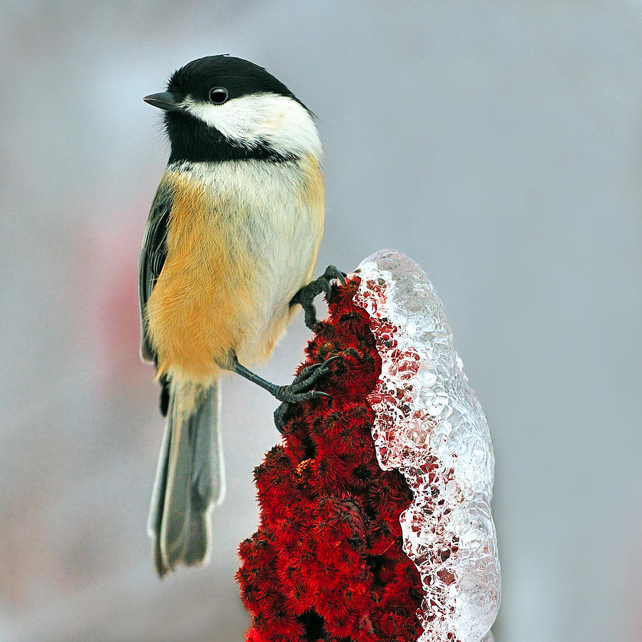 Chickadee After The Ice Storm Photograph by Tony Beck