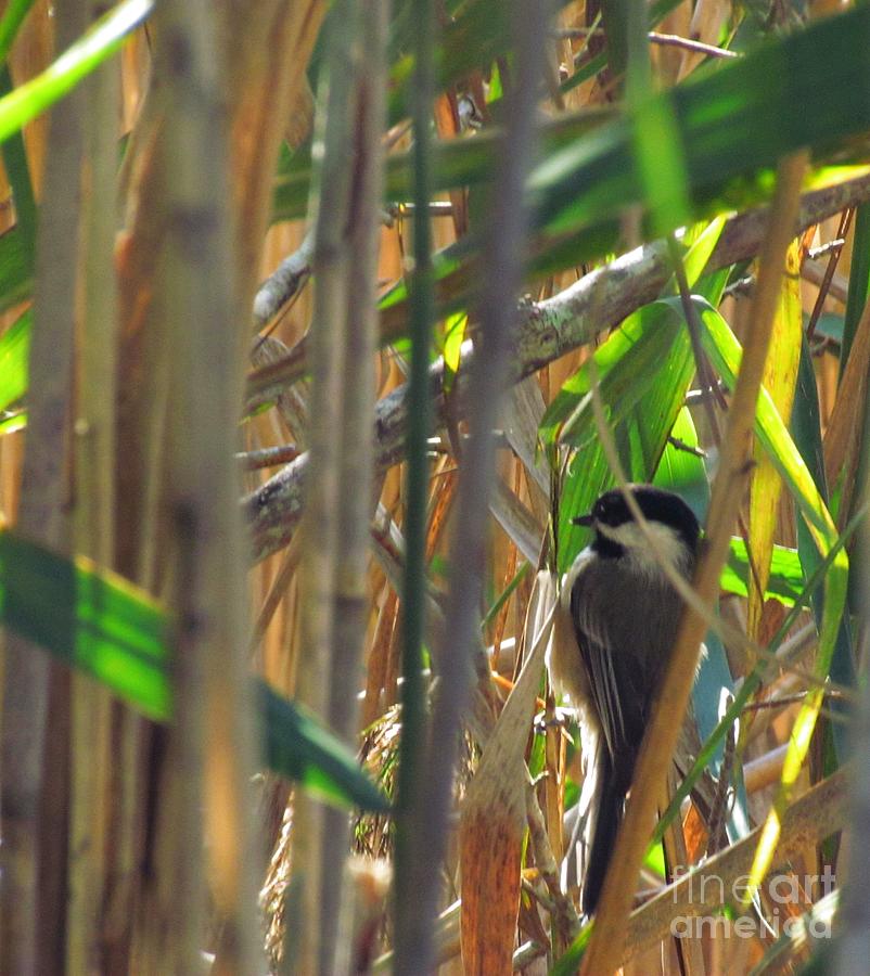 Chickadee Among The Grasses Photograph