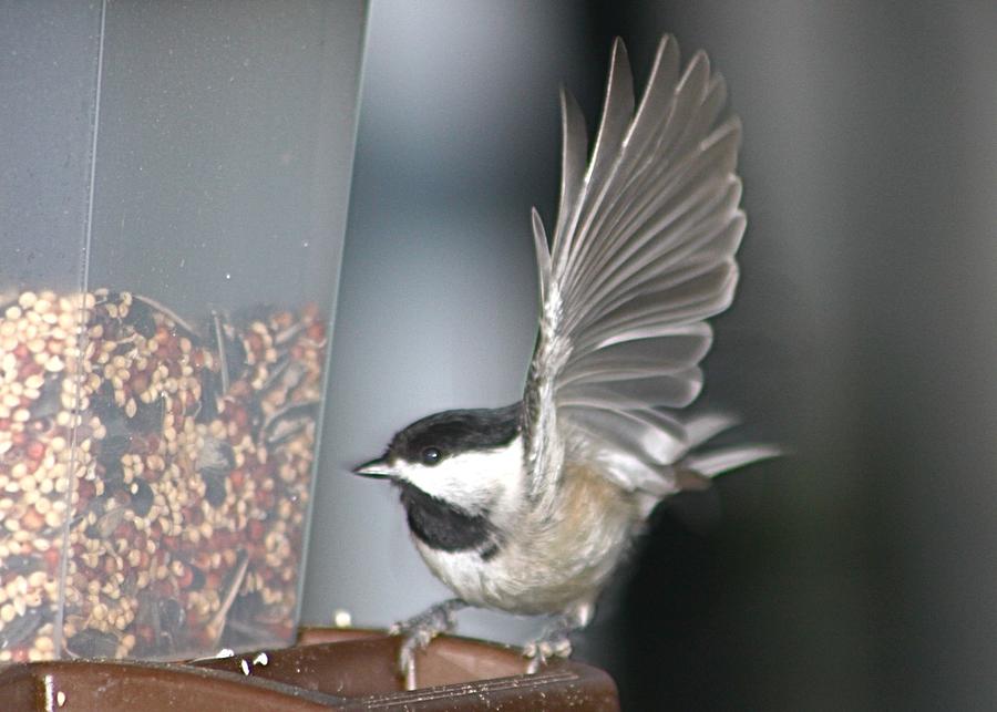 Chickadee at Feeder Photograph by Jeanne Juhos