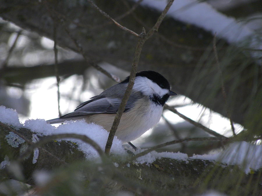 Chickadee In Pines Photograph by Peggy McDonald