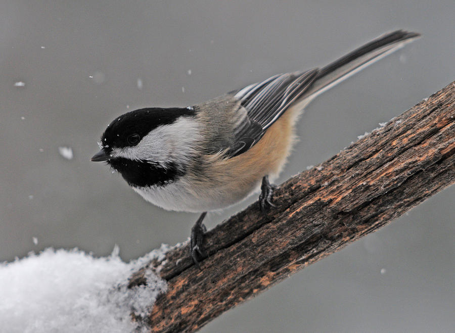 Chickadee Photograph by Mike Martin - Fine Art America