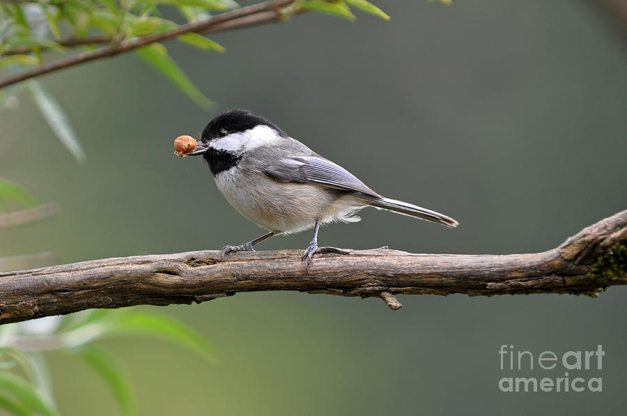 Chickadee with Large Seed Photograph by Laura Mountainspring