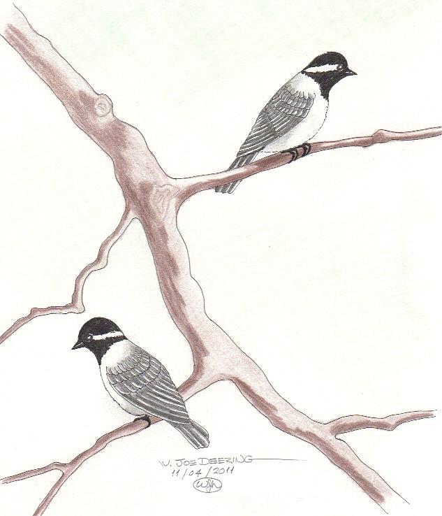Bird Mixed Media - Chickadees by William Deering