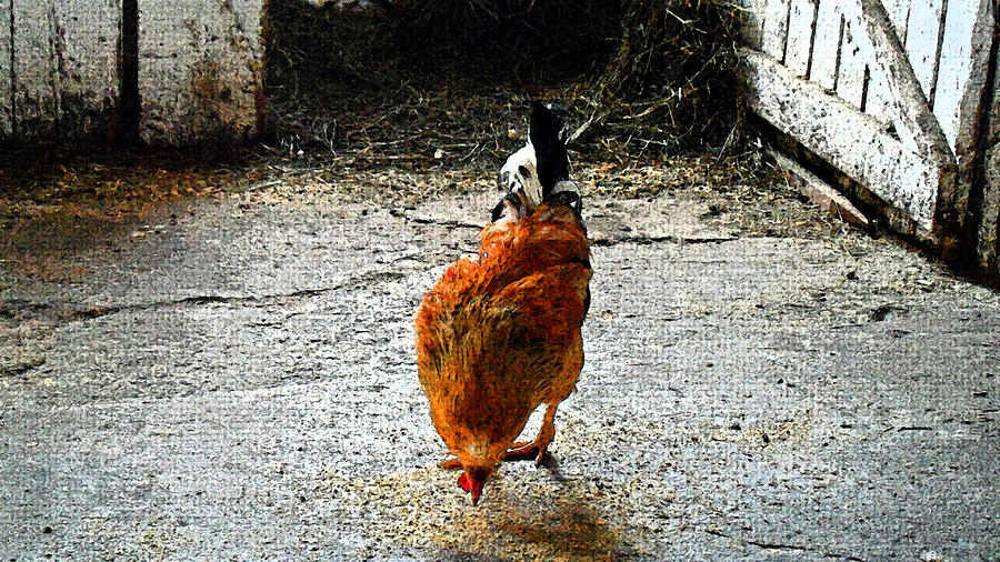 Chicken And A Pecking Photograph by Cyryn Fyrcyd