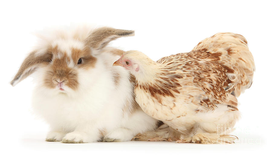 Chicken And Rabbit Photograph by Mark Taylor