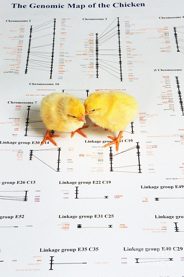 Chicken Photograph - Chicken Genetics by Science Source