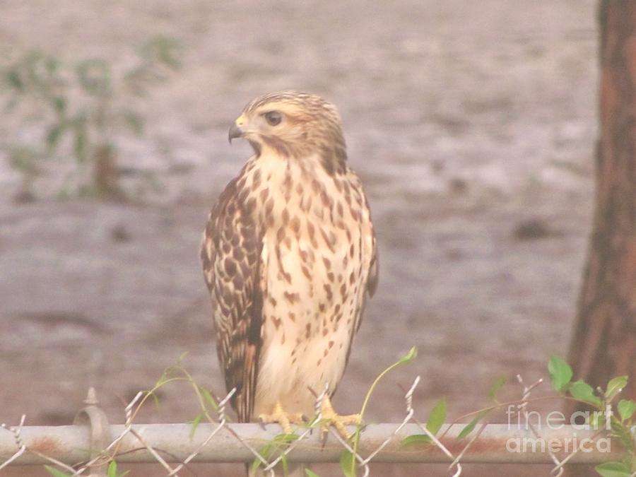 Chicken Hawk 2 Photograph by Michelle Powell - Fine Art America