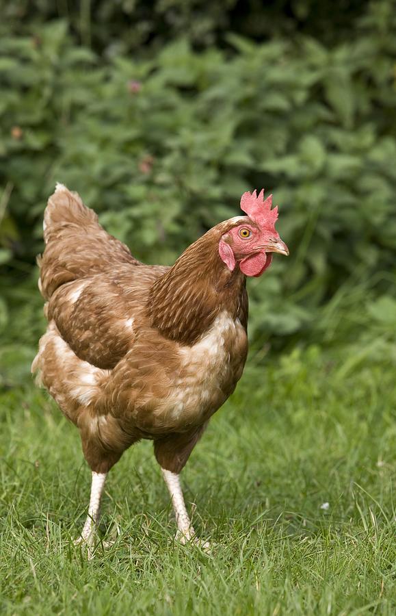 Chicken In A Field Photograph by John Short | Fine Art America