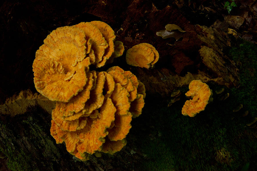 Chicken Of The Woods Photograph