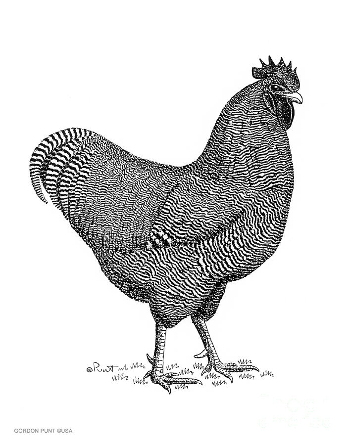 Chicken-Plymouth-Rock-Art Drawing by Gordon Punt