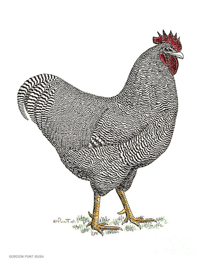 Chicken-Plymouth-Rock-Drawing Drawing by Gordon Punt