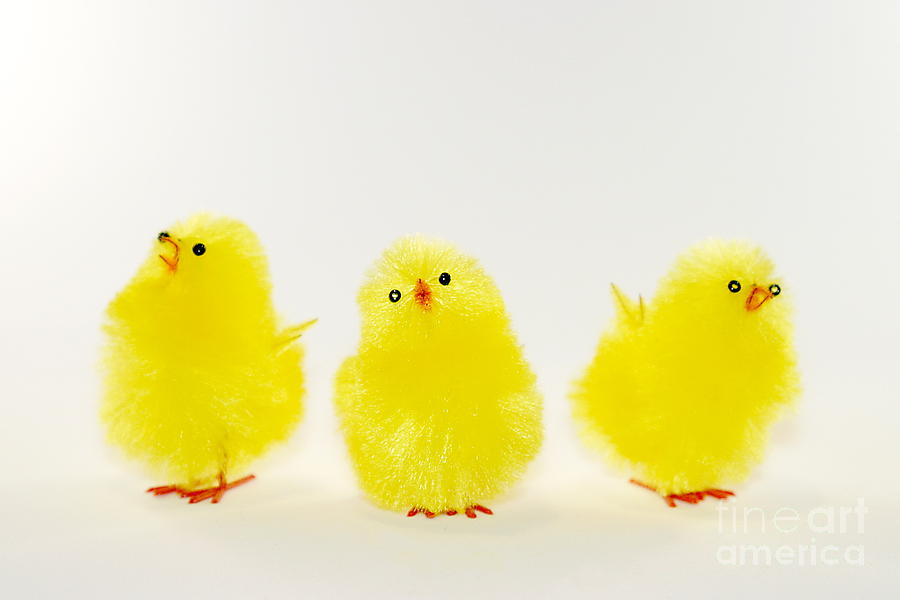Chicks Photograph by Henrik Lehnerer