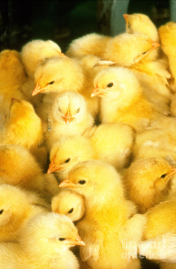 Chicks Photograph by Science Source