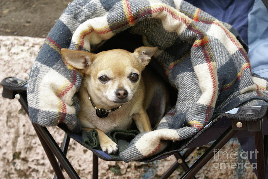 Chihuahua In A Blanket Photograph by John  Mitchell