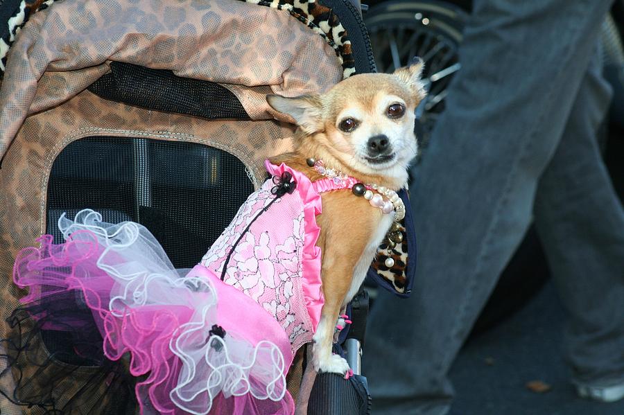 Chihuahua in a dress Photograph by Ritmo Boxer Designs
