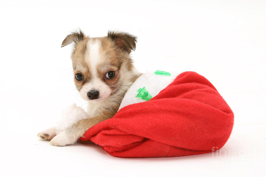 Dog Photograph - Chihuahua Puppy In Christmas Hat by Jane Burton