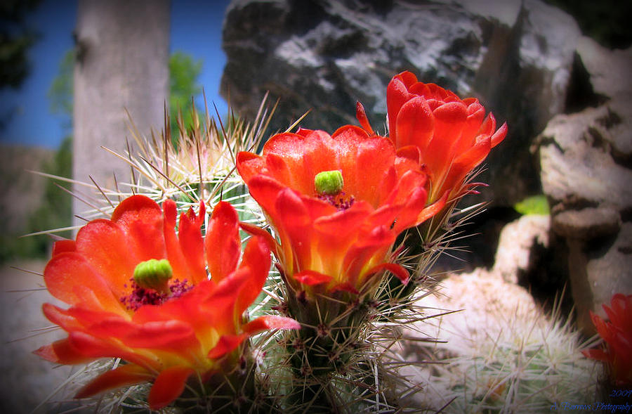 Chihuahuan Desert Blooms Photograph by Aaron Burrows
