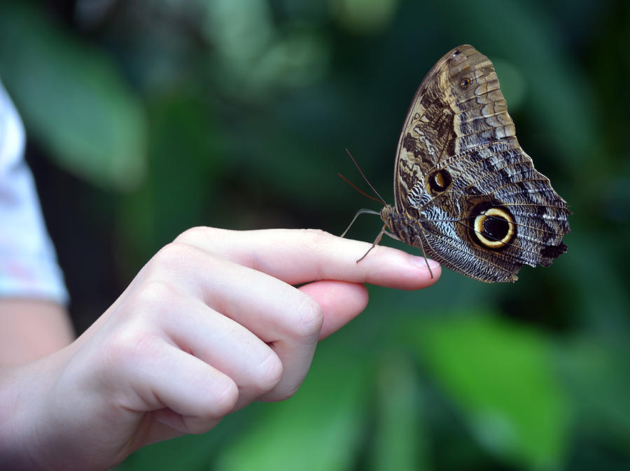Child With Owl Butterfly Photograph by Sandi OReilly