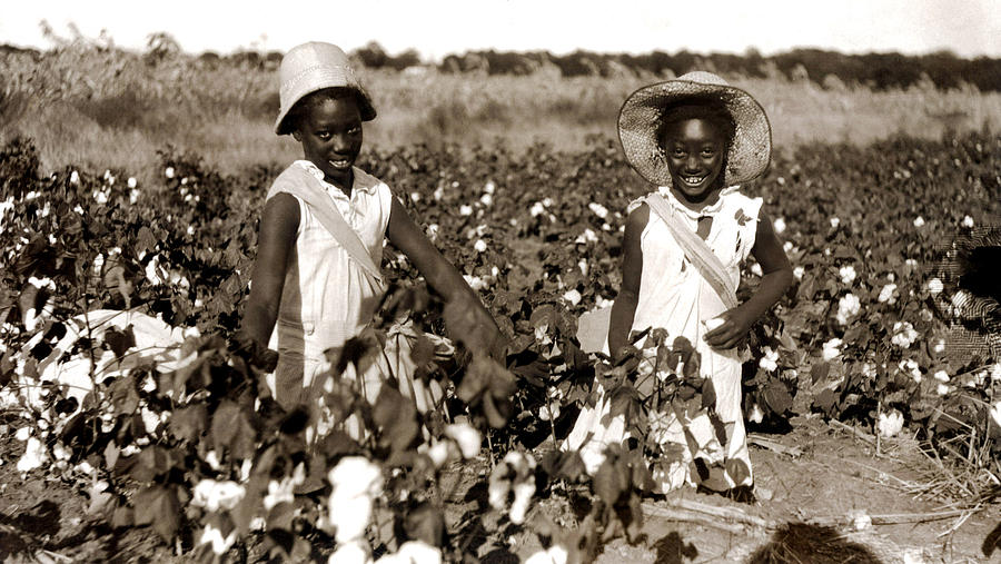 Children Picking Cotton, Late 1800s Photograph by Everett