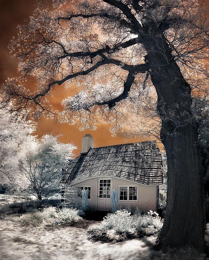 Tree Photograph - Childrens Cottage by Steve Zimic