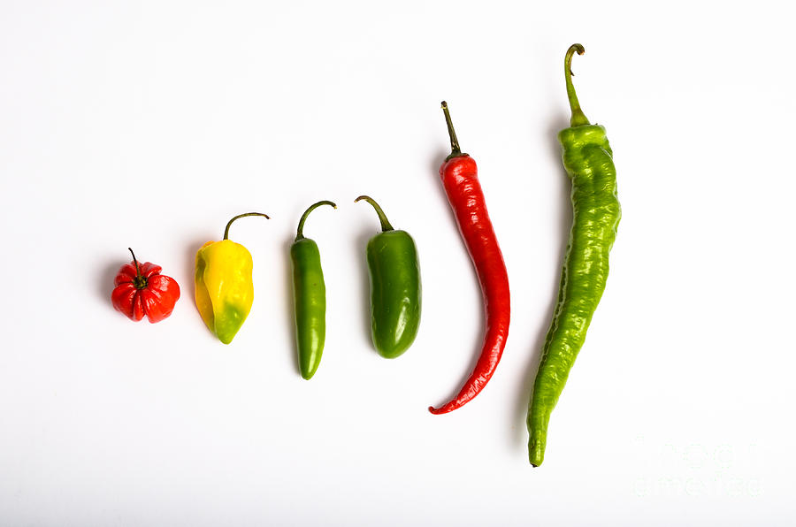 Chili Peppers Photograph by Photo Researchers, Inc.