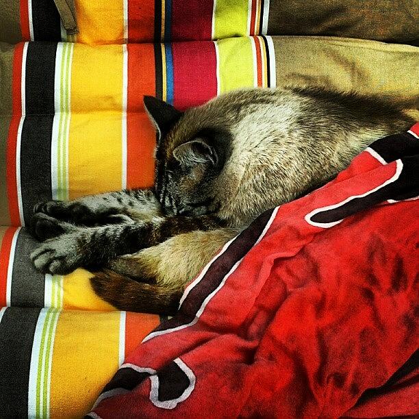 Cat Photograph - #chilling #cat #igers #instagram by David R