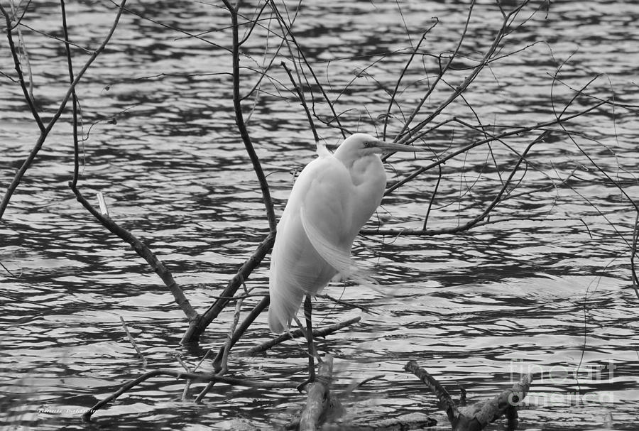 Chilly Egret BW Photograph by Tannis  Baldwin