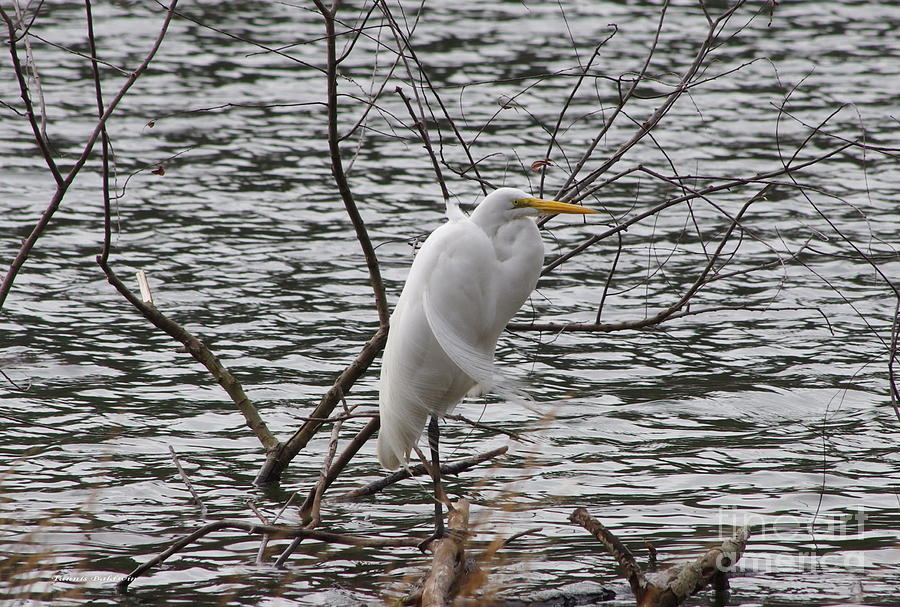 Chilly Egret Photograph by Tannis  Baldwin